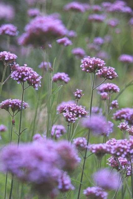 flores