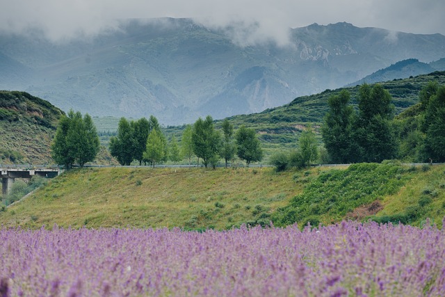 lavanda