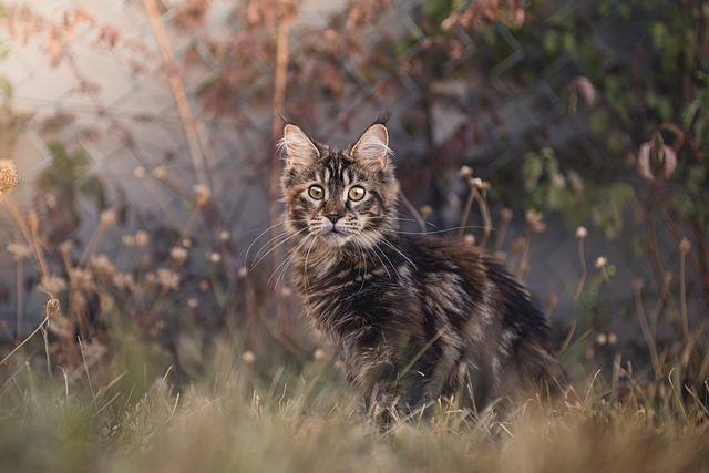 gato